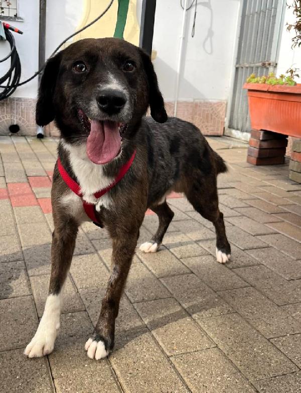 Casper Dolce Cagnolino